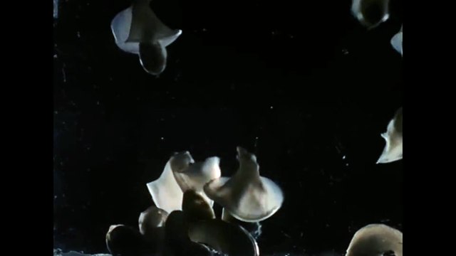 Acera, or the Witches' Dance | movie | 1972 | Official Trailer