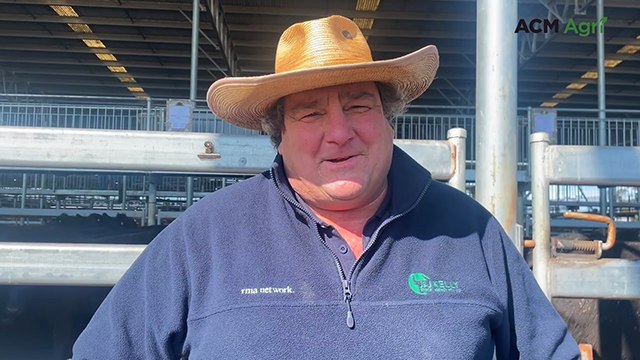 4600 cattle yarded at Mortlake as feedlotters drive prices