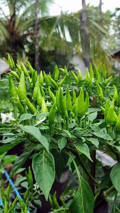 Petani Cabe