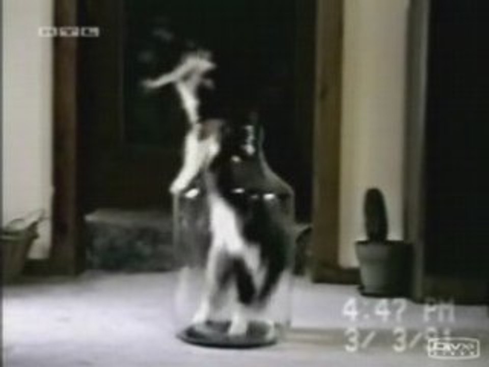 Trop_fort_lechat!!!