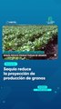 Sequía reduce la proyección de producción de granos