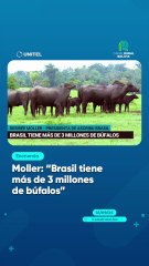 Moller: "Brasil tiene más de 3 millones de búfalos"