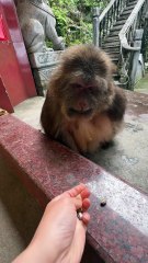 Play with monkey xingxing is so funny #monkey #monkey #xingxing #cute