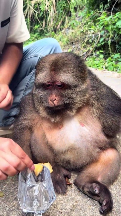 She can drink through a straw. #monkey #monkey #xingxing #cute #lovely
