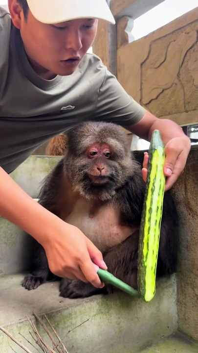 She is waiting gently #monkey #monkey #xingxing #cute #lovely
