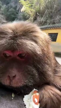 She seems to have something on her mind #animal #monkey #cute #monkey