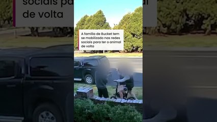 Gato de 18 anos é roubado de quintal por adolescentes e está sumido há mais de 15 dias #shorts