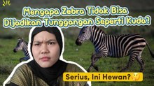 Mengapa Zebra Tidak Bisa Dijadikan Tunggangan Seperti Kuda? Ini Penjelasannya