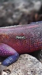How to Tell If Your Pet Lizard Is Stressed Out 🦎⚠️ | Signs & Care Tips
