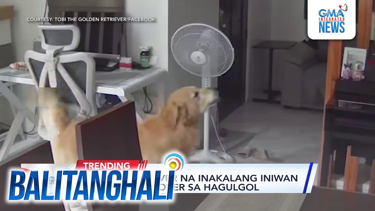 Golden retriever na inakalang iniwan ng "Fur-mily," over sa hagulgol | Balitanghali