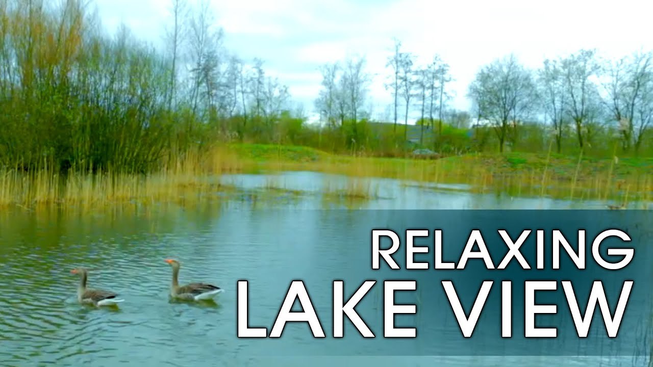 Relaxing Lake View with Duck Sounds | Nature View | Water Sounds | Peaceful Stress Relief Ambience