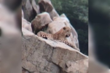 VIDEO: अलवर में भूरासिद्ध मंदिर के पास लेपर्ड की दस्तक, लोगों में दहशत