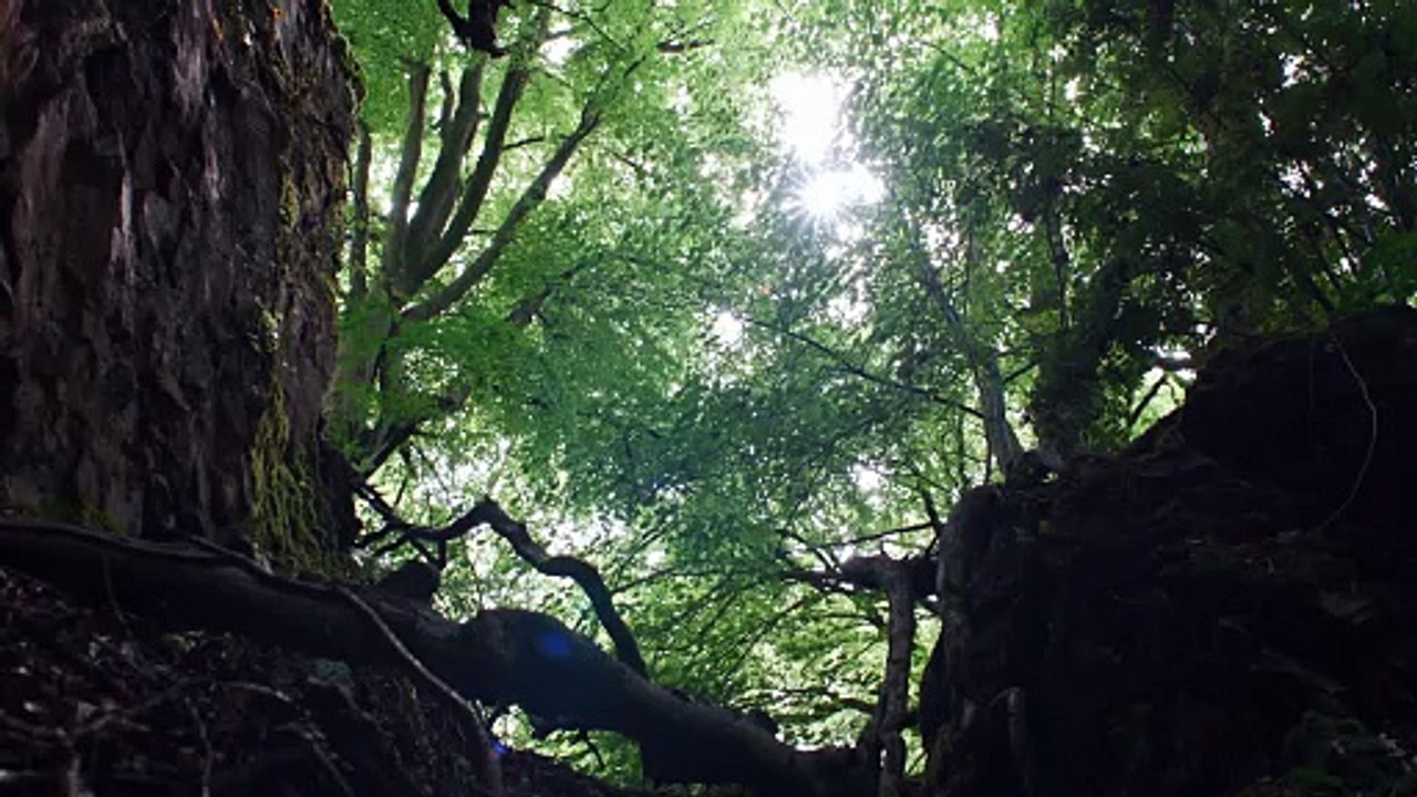 Hamnet - Trailer (Deutsch) HD