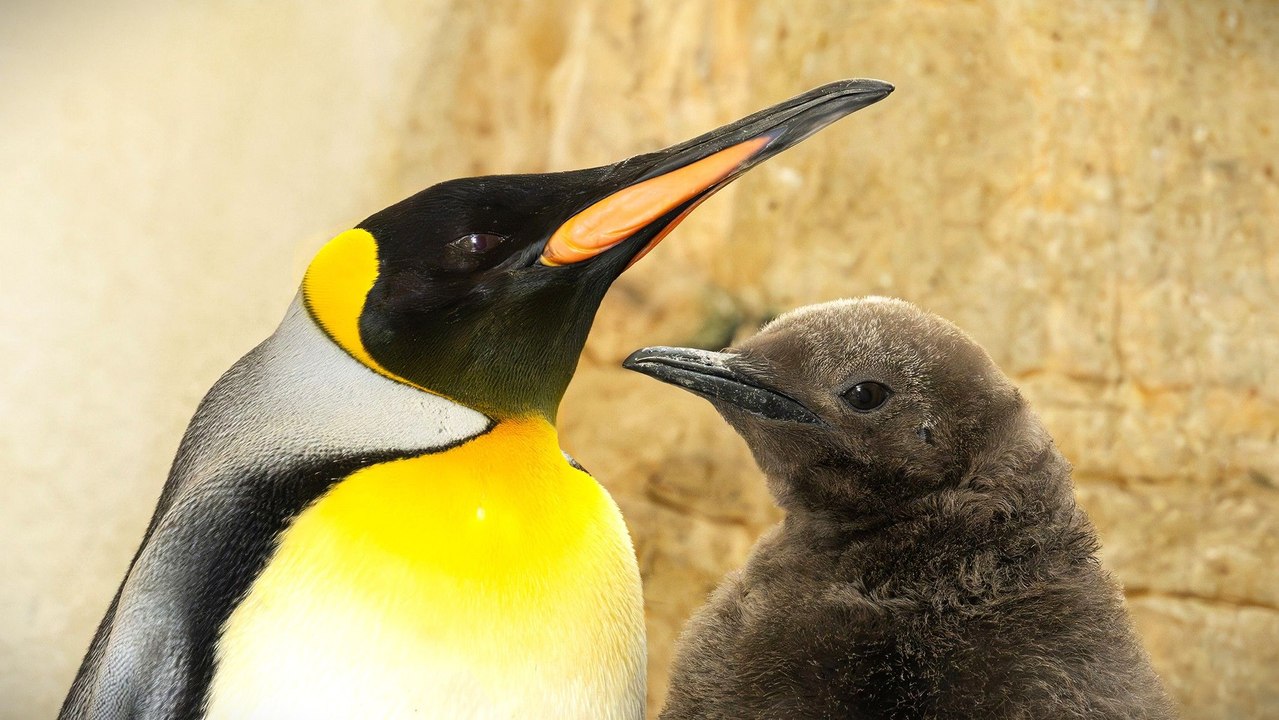 Zoo Schönbrunn freut sich über Königspinguin-Küken im Doppelpack