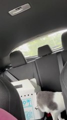 Clever Cat Breaks Out Of Box