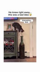 الموسيقى و الميمز – مزيج مثالي! 🎶🤣 | Music & memes – the perfect combo!