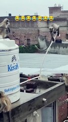 قرود مضحكة تلعب 😂🐒 | Funny Monkeys Playing