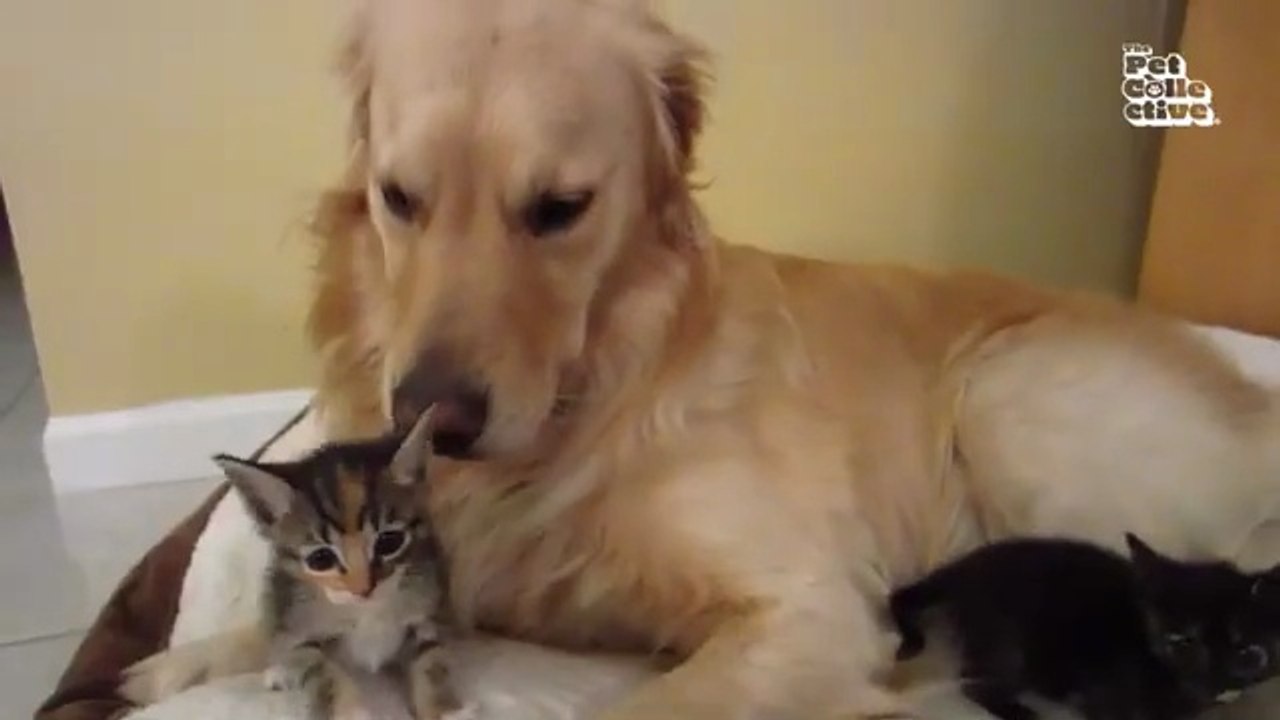 "Funniest Animals Ever! 2025 | Animal Comedy Kingdom