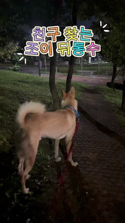 #Evening walk #No friends #Playing with me #Playing with the ball