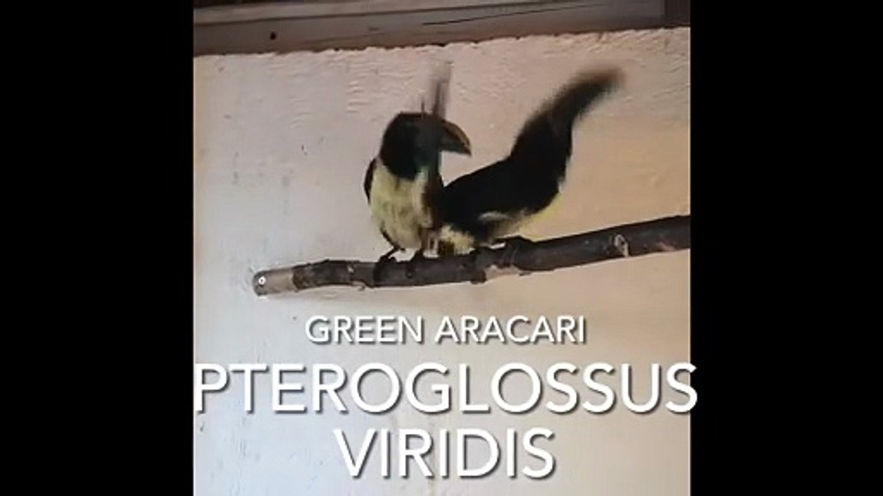 Green Aracari - feeding the mini toucan _ Pteroglossus viridis