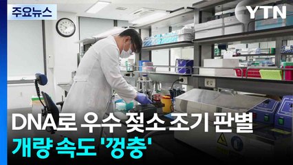 [녹색] DNA로 우수 젖소 조기 판별...개량 속도 '껑충' / YTN