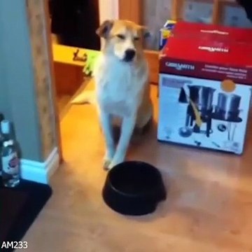 Funny Animals 😹 The Most Hilarious Animals | Funniest Moments | Baby Meet Animals - Life Funny Pets