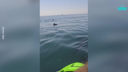 Dolphins Ride Along With Jet Ski