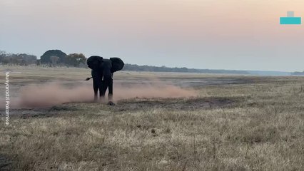 Elephant Kicks Honey Badger in Intense Fight
