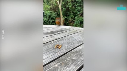 Daily Robin Visitors Pops in Over 1,000 Times for Breakfast
