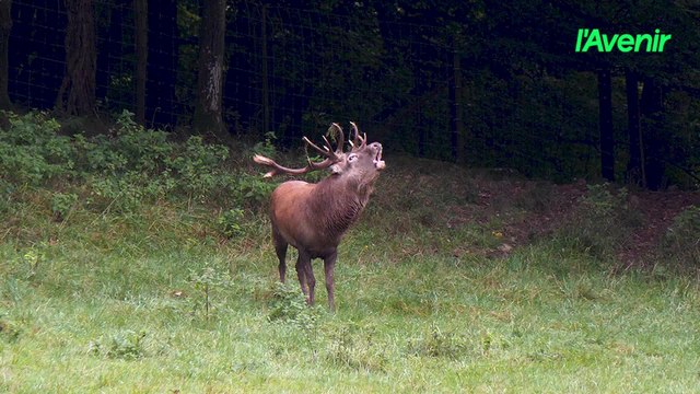 Le brame du cerf au Domaine de Han-sur-Lesse (2025)