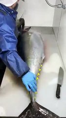 yellowfin tuna is still very fresh