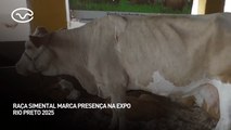 Raça Simental marca presença na Expo Rio Preto 2025