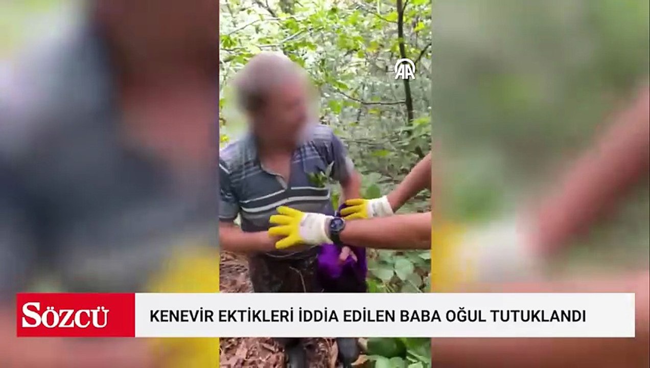 Fındık bahçesine kenevir ektikleri iddia edilen baba oğul tutuklandı