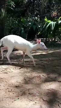 Conheça Flokinho, raro veado albino morador de SC