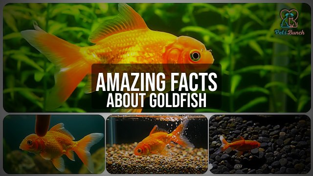 Surprising Facts About Goldfish You NEVER Knew!