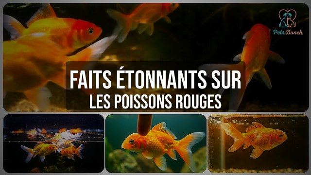 Faits Étonnants sur les Poissons Rouges que Vous Ignorez