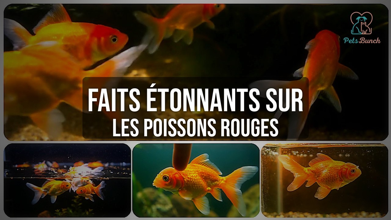 Faits Étonnants sur les Poissons Rouges que Vous Ignorez
