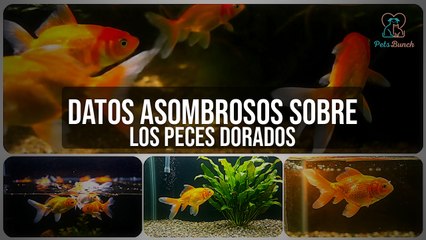 Datos Asombrosos Sobre los Peces Dorados que NO Sabías