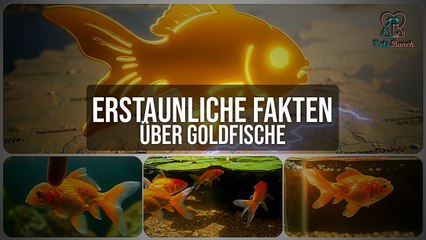 Erstaunliche Fakten über Goldfische, die du nicht kanntest!
