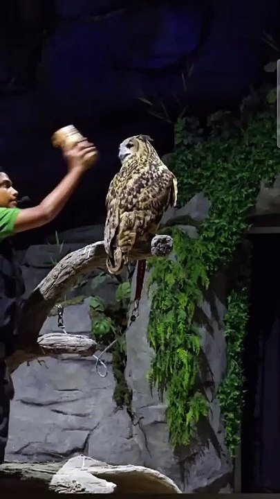 Owl Turning it's head 270 degrees - THE GREEN LENS #wildlife #Amazing #animals #owls #reelsviral #trendingreelsvideo #trendingnow #viralvideoシ #fypシ゚ #instadaily #foryouシ #musicandnature1