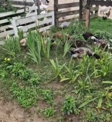 Secret Garden Helpers  🌿 #shorts #funnyanimals #fyp #viralanimals #funnyshorts