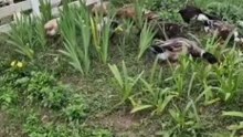 Secret Garden Helpers  🌿 #shorts #funnyanimals #fyp #viralanimals #funnyshorts