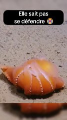 La technique de défense la plus mignonne qui existe 😩