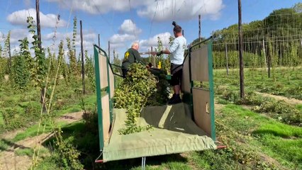 Hogs Back Brewery Hops Harvest 2025