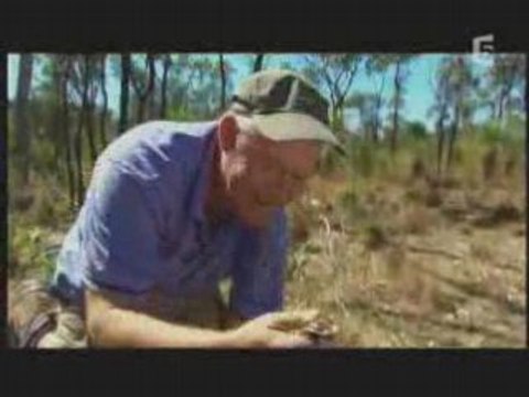 Les plus grands insectes au monde 1