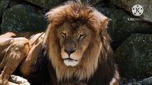 Os animais mais fofos do mundo N•538