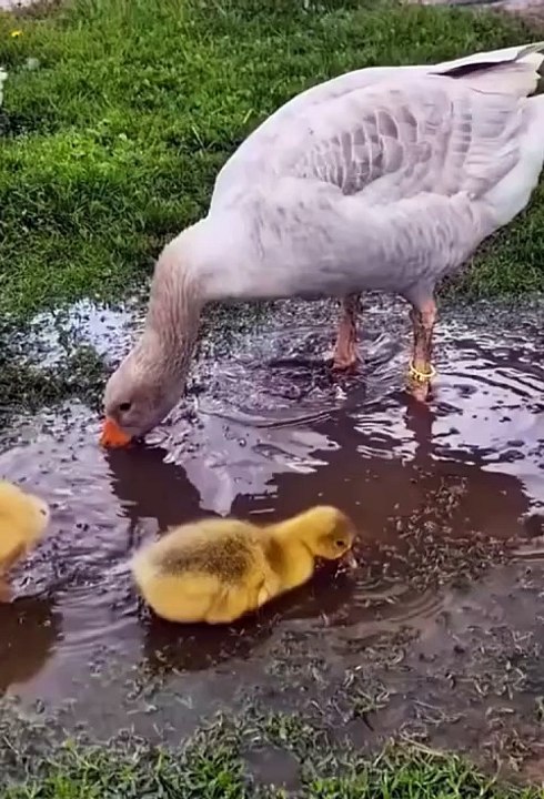 Cute animals 😂cute pets #cuteanimal #viral #pets