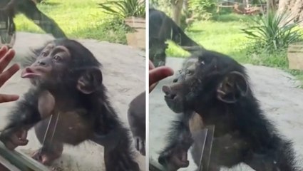 Adorable baby chimp pulls faces to visitors at Dallas Zoo