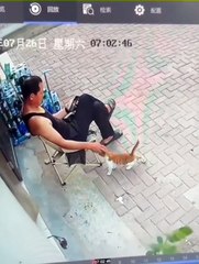 Ne jamais faire confiance à un chat