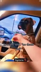 Réaction des chiens quand le steak devient tofu.